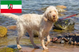 Read more about the article Criadores de Spinone Italiano e cachorros na Renânia do Norte-Vestefália