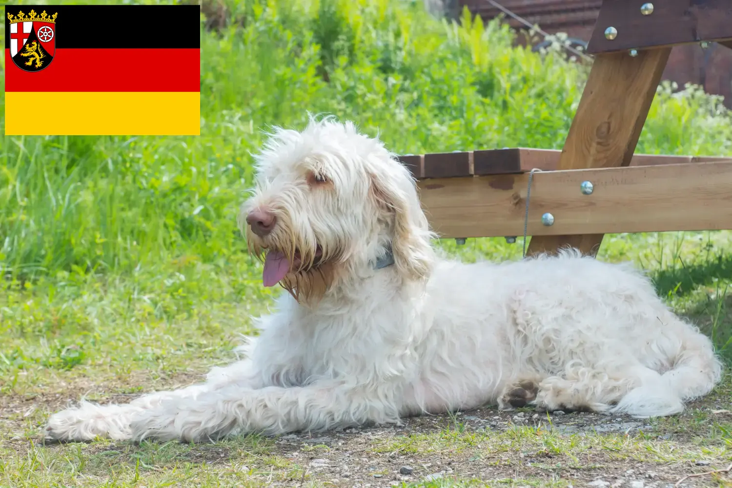 Spinone Italiano cachorros e criadores Renânia-Palatinado Aqui pode encontrar criadores de Spinone Italianos em Rhineland-Palatinate.