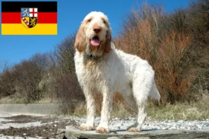 Read more about the article Spinone Italiano criadores e cachorros em Sarre