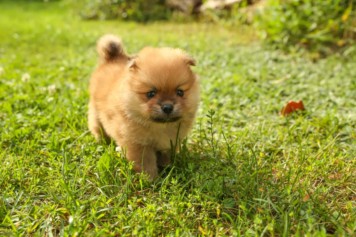 Comprar um cachorro Spitz significa assumir a responsabilidade! Comprar cachorros Spitz.
