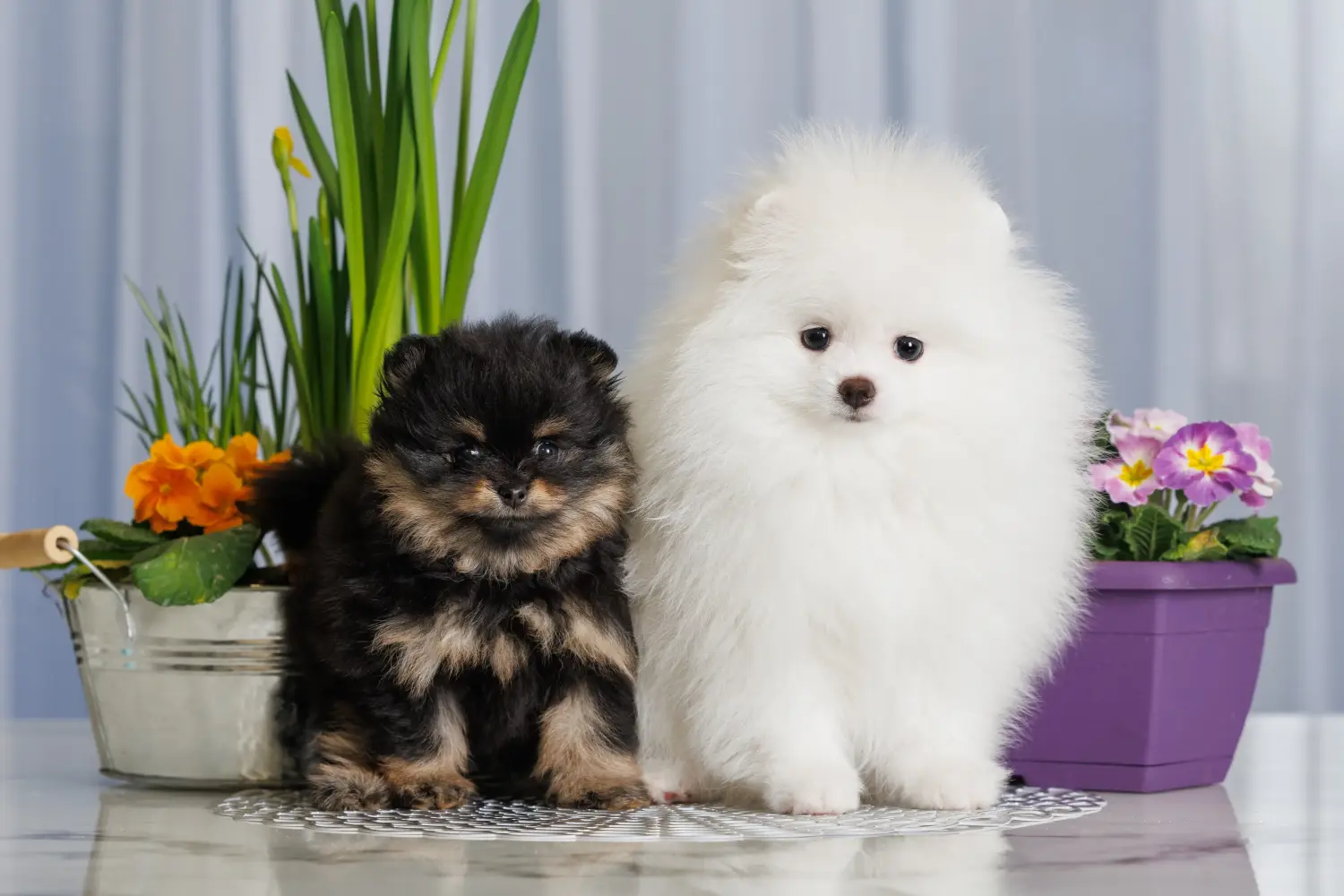 Comprar um cachorro Spitz significa assumir a responsabilidade! Comprar cachorros Spitz.
