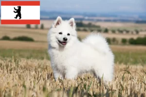 Read more about the article Criadores de Spitz e cachorros em Berlim