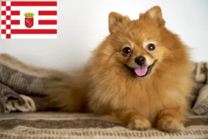 Read more about the article Criadores de Spitz e cachorros em Bremen