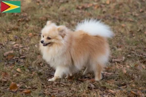 Read more about the article Criadores de Spitz e cachorros na Guiana
