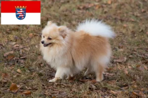 Read more about the article Criadores de Spitz e cachorros em Hessen