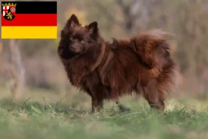 Read more about the article Criadores de Spitz e cachorros em Renânia-Palatinado