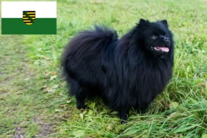 Read more about the article Criadores de Spitz e cachorros em Saxónia