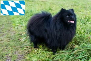Read more about the article Criadores de Spitz e cachorros na Baviera