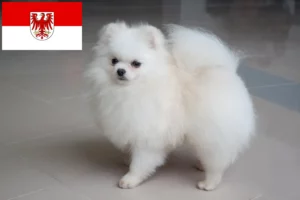 Read more about the article Criadores de Spitz e cachorros em Brandenburg