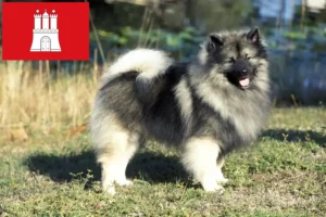 Read more about the article Criadores de Spitz e cachorros em Hamburgo