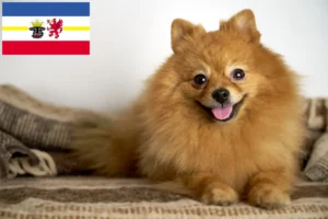 Read more about the article Criadores de Spitz e cachorros em Mecklenburg-Vorpommern