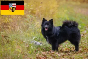 Read more about the article Criadores de Spitz e cachorros em Saarland