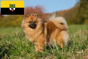 Read more about the article Criadores de Spitz e cachorros em Saxónia-Anhalt