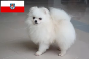 Read more about the article Criadores de Spitz e cachorros em Thuringia