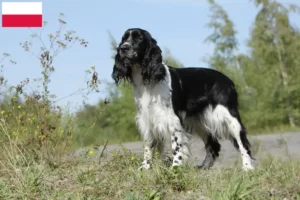 Read more about the article Criadores de Springer Spaniel Inglês e cachorros na Polónia