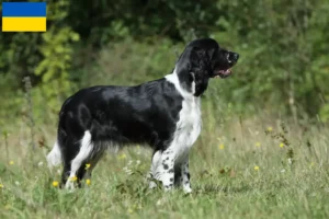 Read more about the article Criadores de Springer Spaniel inglês e cachorros na Ucrânia