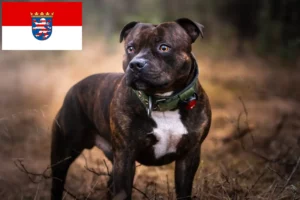 Read more about the article Criadores de Staffordshire Bull Terrier e cachorros em Hessen