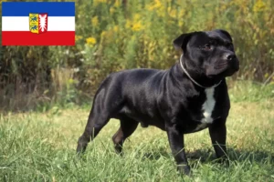 Read more about the article Criadores de Staffordshire Bull Terrier e cachorros em Schleswig-Holstein