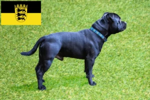 Read more about the article Criadores de Staffordshire Bull Terrier e cachorros em Baden-Württemberg