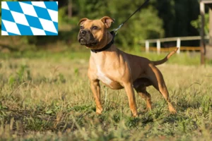 Read more about the article Criadores de Staffordshire Bull Terrier e cachorros em Baviera