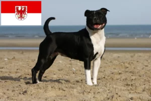 Read more about the article Criadores de Staffordshire Bull Terrier e cachorros em Brandenburg