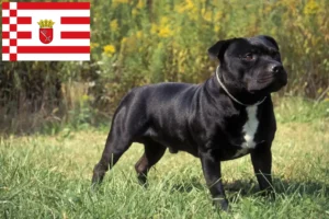 Read more about the article Criadores de Staffordshire Bull Terrier e cachorros em Bremen