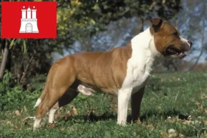 Read more about the article Criadores de Staffordshire Bull Terrier e cachorros em Hamburgo