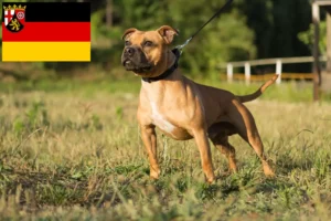 Read more about the article Criadores de Staffordshire Bull Terrier e cachorros em Rhineland-Palatinate