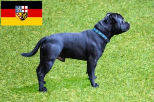 Read more about the article Criadores de Staffordshire Bull Terrier e cachorros em Saarland