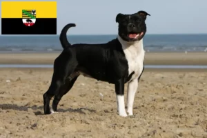 Read more about the article Criadores de Staffordshire Bull Terrier e cachorros em Saxónia-Anhalt