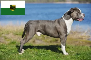 Read more about the article Criadores de Staffordshire Bull Terrier e cachorros em Saxónia