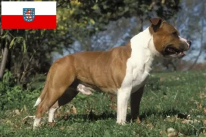 Read more about the article Criadores de Staffordshire Bull Terrier e cachorros em Thuringia