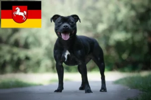 Read more about the article Criadores de Staffordshire Bull Terrier e cachorros na Baixa Saxónia