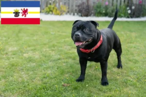 Read more about the article Criadores de Staffordshire Bull Terrier e cachorros em Mecklenburg-Vorpommern