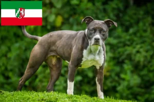 Read more about the article Criadores de Staffordshire Bull Terrier e cachorros em Renânia do Norte-Vestefália