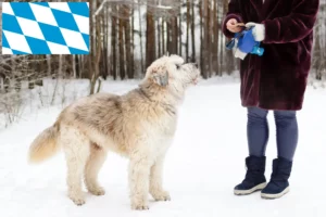 Read more about the article Criador de Ovtcharka do Sul da Rússia e cachorros na Baviera