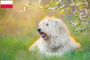 Read more about the article Criador de Ovtcharka do Sul da Rússia e cachorros na Polónia