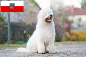 Read more about the article Criador de Ovtcharka do Sul da Rússia e cachorros na Turíngia