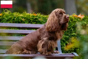 Read more about the article Criadores de Sussex Spaniel e cachorros na Polónia