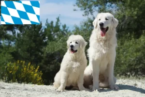 Read more about the article Criadores de Tatra Sheepdog e cachorros na Baviera