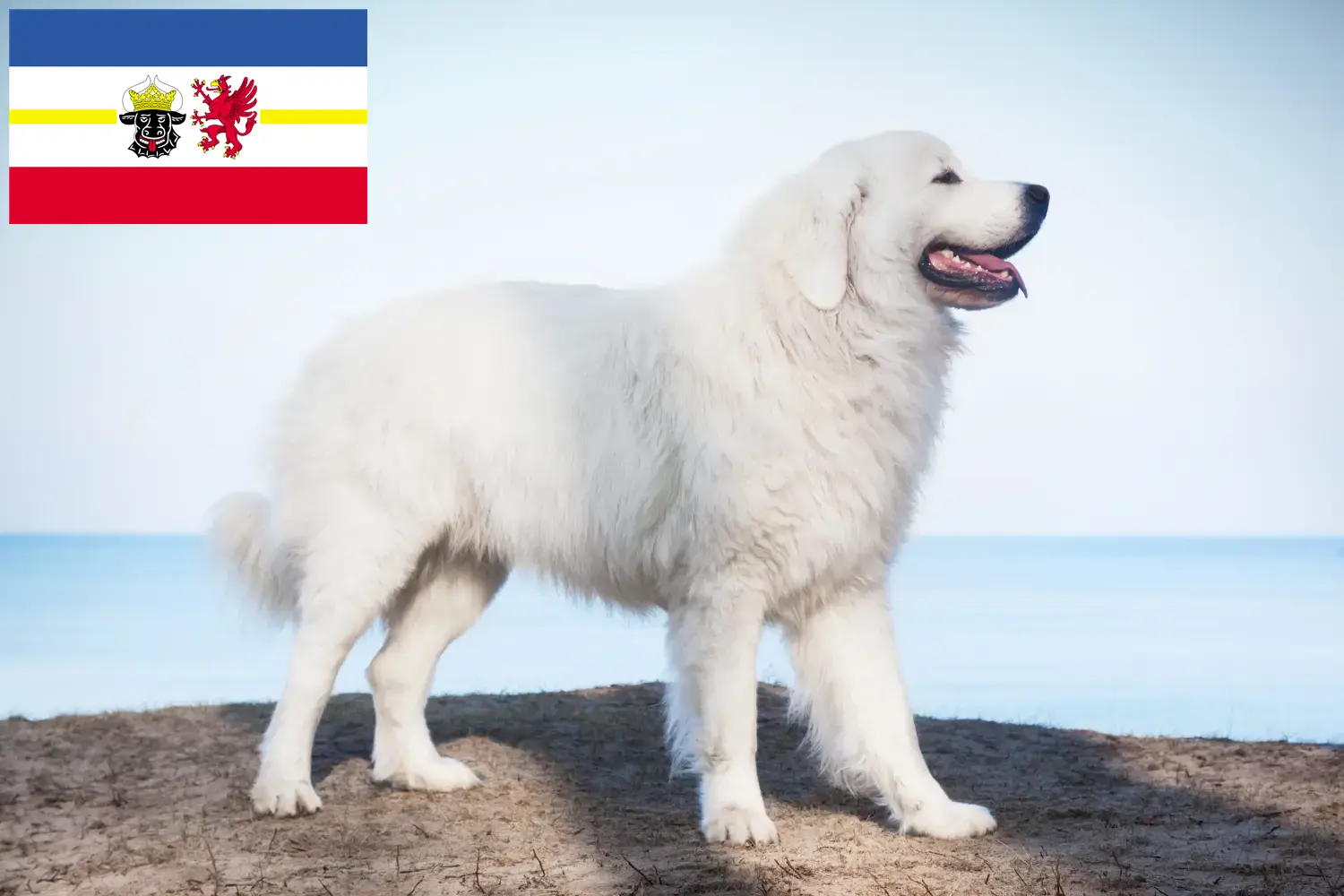 Tatra Sheepdog cachorros e criadores Mecklenburg-Vorpommern Aqui pode encontrar criadores de Tatra Sheepdog em Mecklenburg-Vorpommern.