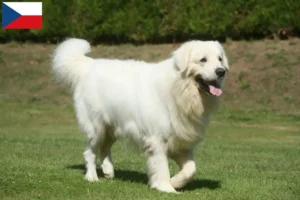 Read more about the article Criadores de Tatra Sheepdog e cachorros na República Checa