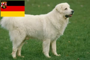 Read more about the article Criadores de Tatra Sheepdog e cachorros em Renânia-Palatinado