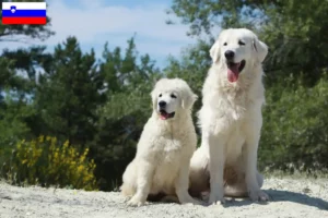 Read more about the article Criadores de Tatra Sheepdog e cachorros na Eslovénia