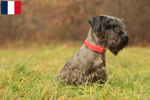 Read more about the article Criador de Terrier checo e cachorros em França