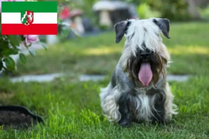 Read more about the article Criadores de Terrier checo e cachorros na Renânia do Norte-Vestefália