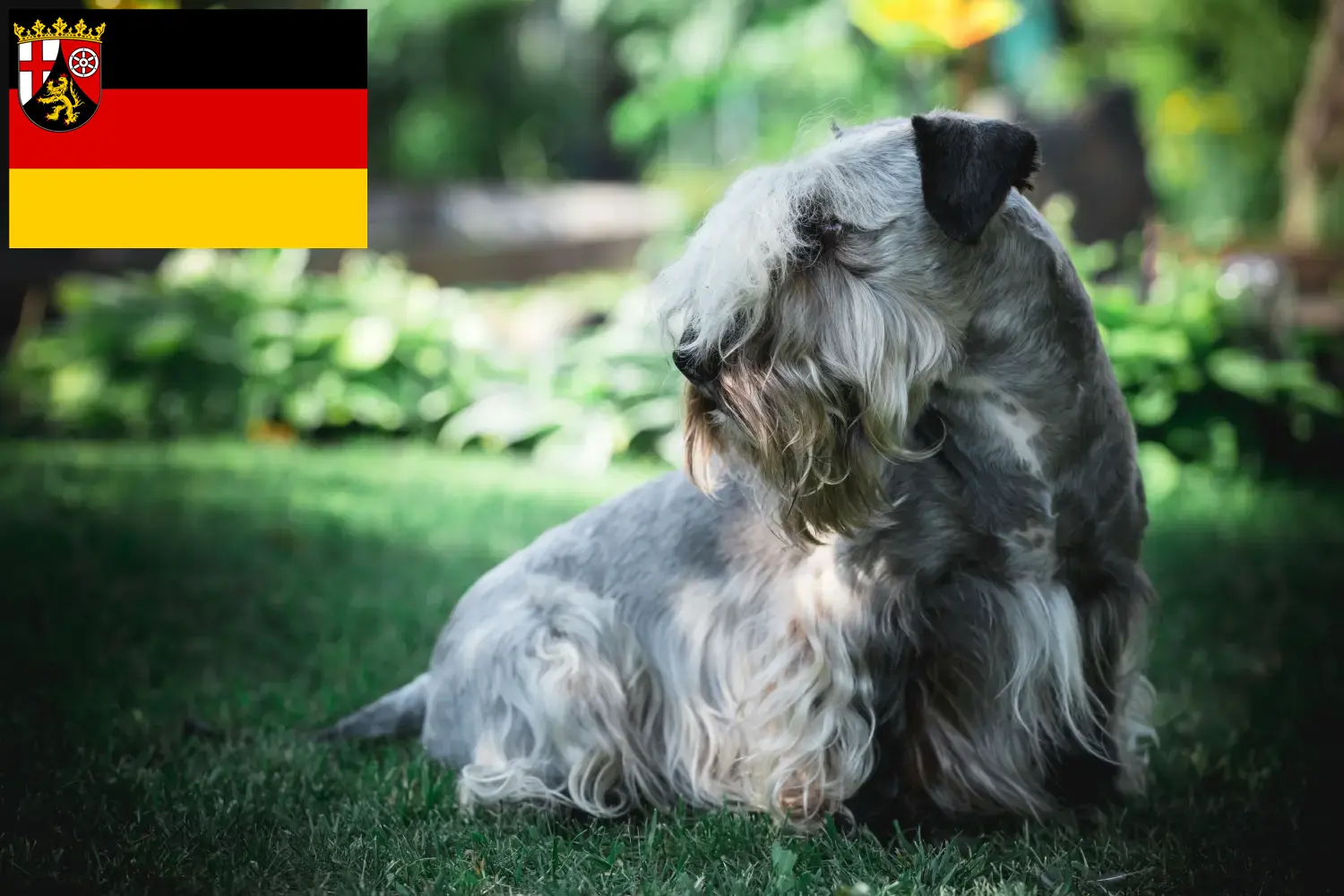 Terrier checo cachorros e criadores Renânia-Palatinado Encontre aqui criadores de Terrier Checo na Renânia-Palatinado.