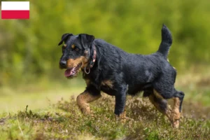 Read more about the article Criador de Terrier Alemão de Caça e cachorros na Polónia