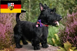 Read more about the article Criadores de Scottish Terrier e cachorros em Saarland