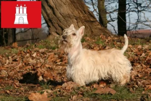 Read more about the article Criadores de Scottish Terrier e cachorros em Hamburgo